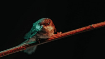 white-throated吞下hirundorustica坐着木分支休息黑暗黑色的背景特写镜头鸟视图鸟类学自然动物概念