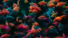 热带彩色的家裸子苣苔ternetzi鱼游泳水族馆视图荧光基因工程水下双鱼座居民海底色彩斑斓的自然平静的背景
