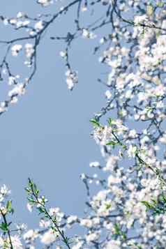 花摘要艺术蓝色的背景古董樱桃花布鲁姆自然背景奢侈品假期设计