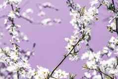 花摘要艺术紫色的背景古董樱桃花布鲁姆自然背景奢侈品假期设计