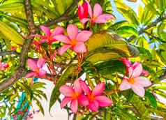 plumeria树布什粉红色的黄色的花墨西哥