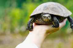 女人持有小乌龟手乌龟自然使优点