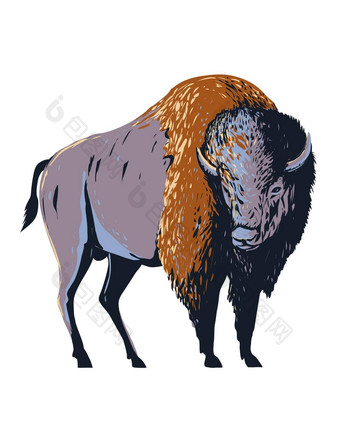 美国野牛美国水牛简单的水牛漫游北美国水渍险海报艺术