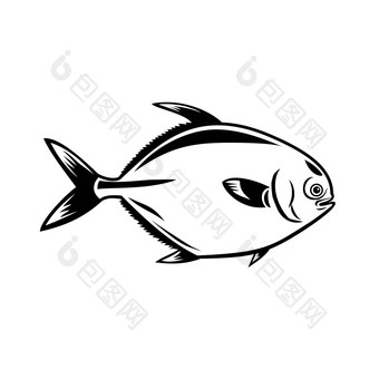 金鲳参鱼鱼特拉奇诺图斯家庭鲹科查看一边吉祥物复古的黑色的白色