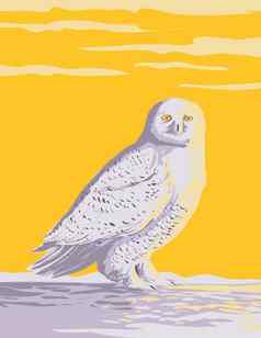 雪猫头鹰极地猫头鹰白色猫头鹰北极猫头鹰苔原北极地区北美国水渍险海报艺术