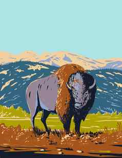 北美国野牛漫游草原黄石公园国家公园怀俄明水渍险海报艺术
