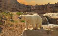 极地熊站岩石动物园