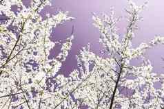 花摘要艺术紫色的背景古董樱桃花布鲁姆自然背景奢侈品假期设计