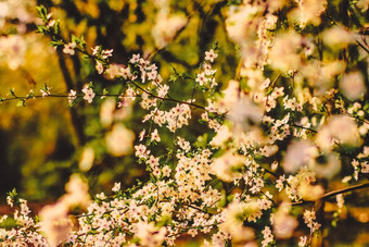 古董樱桃花布鲁姆日出自然背景春天假期设计花梦想花园