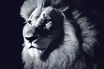 现实的插图狮子特写镜头野生狮子脸黑色的背景