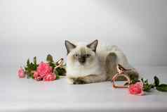 英国短毛猫colorpoint猫美丽的的女猫花猫篮子