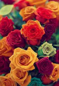 插图美丽的色彩斑斓的玫瑰色彩斑斓的玫瑰背景