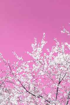 花摘要艺术粉红色的背景古董樱桃花布鲁姆自然背景奢侈品假期设计