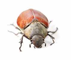美甲虫宏拍摄红色的棕色（的）甲虫孤立的白色