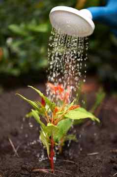 水生活浇水浇水植物