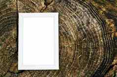 白色框架棕色（的）苍白的木树桩纹理空间文本