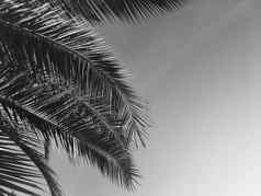 棕榈树叶子天空夏季旅行背景