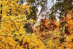 秋天金分支机构明亮的黄色的橙色叶子