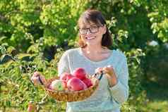 微笑女人收获成熟的红色的苹果篮子户外花园