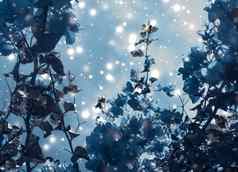 圣诞节年蓝色的花自然背景假期卡设计花树雪闪闪发光的冬天季节出售背景奢侈品美品牌