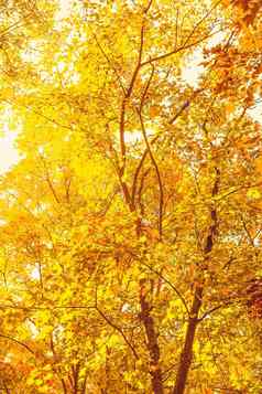 美丽的秋天景观背景古董自然场景秋天季节