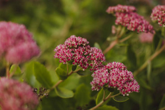 花奥奇特特写镜头花园秋天Sedum<strong>八宝</strong>花园