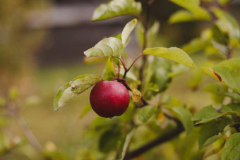 有机苹果水果化学喷涂秋天一天农村花园成熟的红色的苹果树