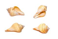 集团偏身海贝壳属海洋腹足类动物软体动物家庭蜥蜴科孤立的白色背景海底动物海贝壳
