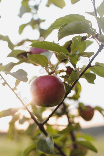有机苹果水果化学喷涂秋天一天农村花园成熟的红色的苹果树