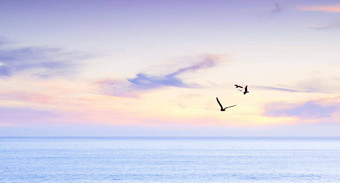 日出平静海洋海鸥飞行平静海洋日出