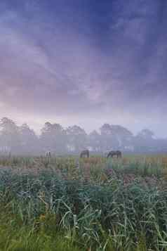 有雾的日出农场风景如画的农场场景覆盖早期早....雾