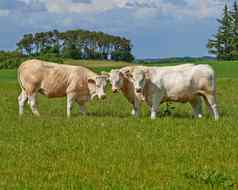 牛放牧群Charolais牛放牧牧场丹麦