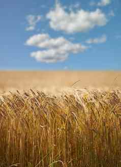 字段金小麦场小麦吹微风明亮的阳光明媚的一天