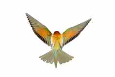 色彩斑斓的鸟传播翅膀孤立的白色