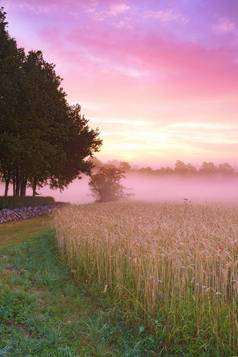 有雾的黎明农场有雾的早....日出风景如画的农场景观