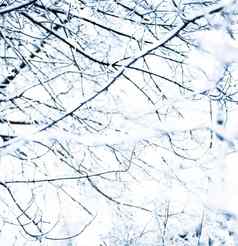 冬天假期背景自然风景闪亮的雪冷天气森林圣诞节时间