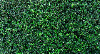 小绿色叶子对冲墙纹理背景特写镜头绿色对冲植物花园生态常绿对冲墙自然背景美自然绿色叶子自然模式壁纸
