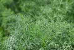 新鲜的绿色莳萝日益增长的草花园床上