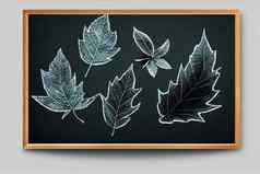 叶子画粉笔黑板上