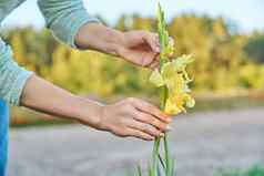 美丽的盛开的黄色的剑兰女人的手触碰植物