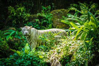白色老虎丛林