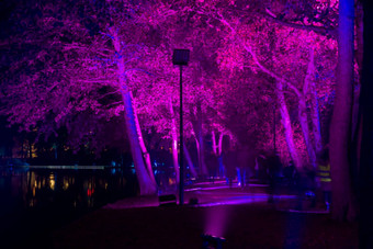 霓虹灯光晚上显示公园城市湖比利时树照亮