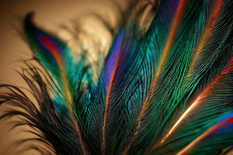 特写镜头孔雀色彩斑斓的细节美丽的孔雀羽毛