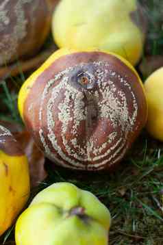 腐烂的榅桲苹果水果树莫尼利亚拉克萨侵扰植物疾病