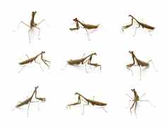 集团祈祷螳螂stagmomantis卡罗莱纳白色背景昆虫动物