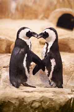 penquins选择合作伙伴生活企鹅站嘴嘴