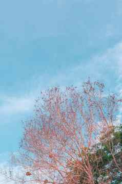 大气平静天空云全景背景干树分支机构秋天夏天结束进步回归生活概念