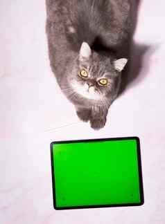 猫坐在表格平板电脑绿色屏幕宠物订单食物