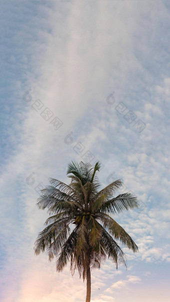 垂直热带椰子绿色棕榈树天空白色云背景夏天一天空气<strong>浪花</strong>云