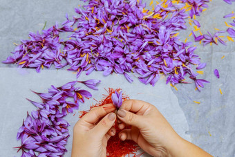 女孩木琴藏红花雄蕊紫色的番红花藏红花收获